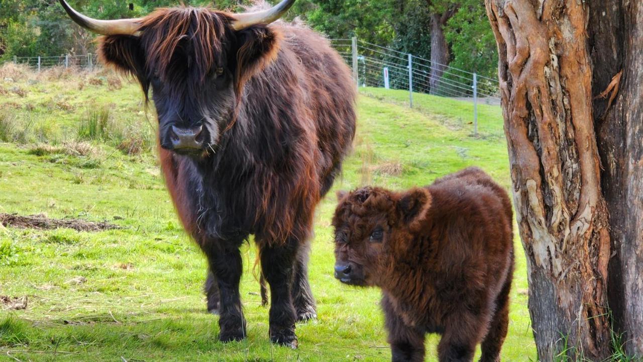 Ruby'S Cottage Farm Stay ポート・アーサー エクステリア 写真
